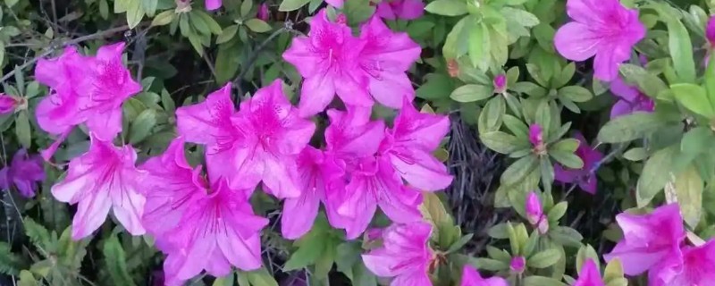 冬季适合种植什么花卉，推荐杜鹃花、风信子等