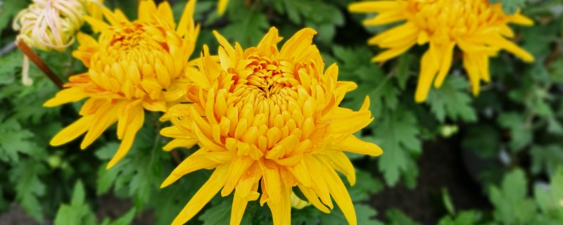 秋天怎么养菊花，需根据土壤的干湿度来浇水