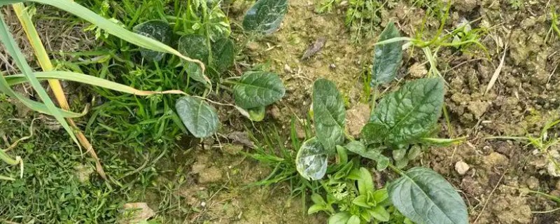 菠菜的种植注意事项，春季可以在三月中旬进行播种