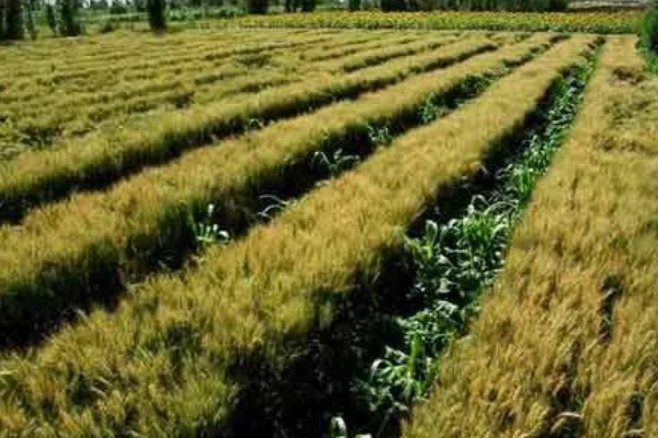 农业类型和农业地域类型的区别是什么，概念不同