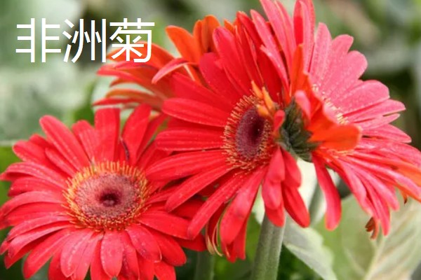 像向日葵的花有哪些，常见的有非洲菊、雏菊等