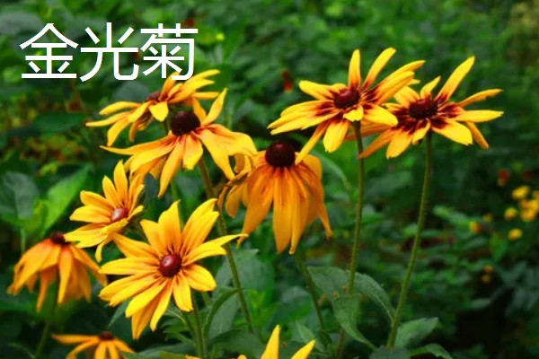 像向日葵的花有哪些，常见的有非洲菊、雏菊等