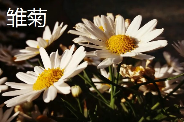 像向日葵的花有哪些，常见的有非洲菊、雏菊等
