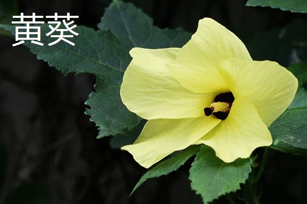 像向日葵的花有哪些，常见的有非洲菊、雏菊等