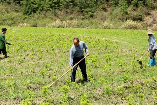 农业类型和农业地域类型的区别是什么，概念不同