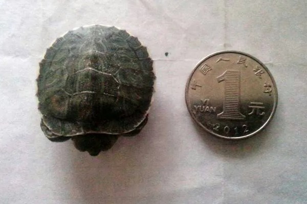 5元的小乌龟会不会长大，是会长大的