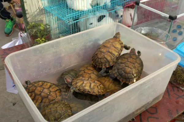 5元的小乌龟会不会长大，是会长大的