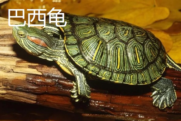 5元的小乌龟会不会长大，是会长大的