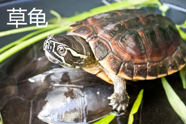 5元的小乌龟会不会长大，是会长大的