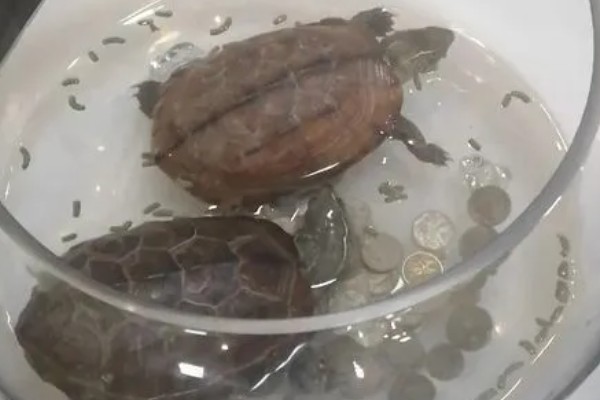 5元的小乌龟会不会长大，是会长大的