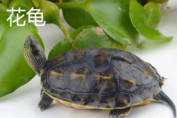 5元的小乌龟会不会长大，是会长大的