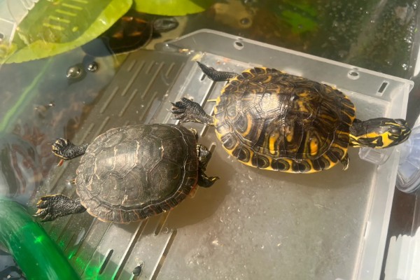 5元的小乌龟会不会长大，是会长大的