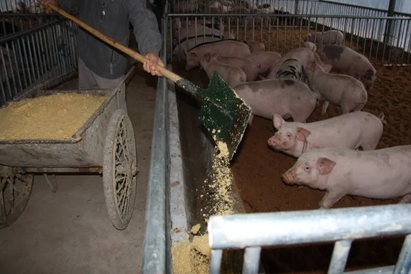 豆渣养猪的方法，豆渣发酵剂用米糠按照1:5的比例稀释