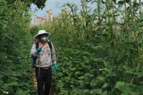 芸豆花期打哪种叶面肥，可以打磷酸二氢钾溶液叶面肥