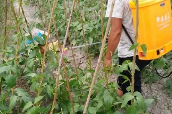 芸豆花期打哪种叶面肥，可以打磷酸二氢钾溶液叶面肥