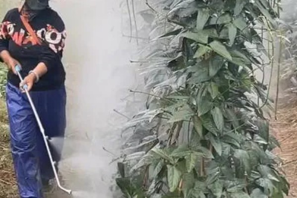芸豆花期打哪种叶面肥，可以打磷酸二氢钾溶液叶面肥