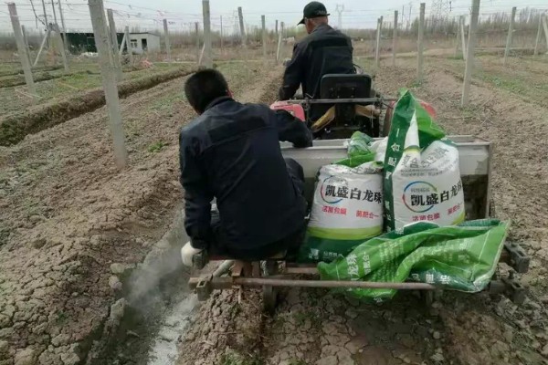 白菜的需肥规律，对氮的要求为敏感