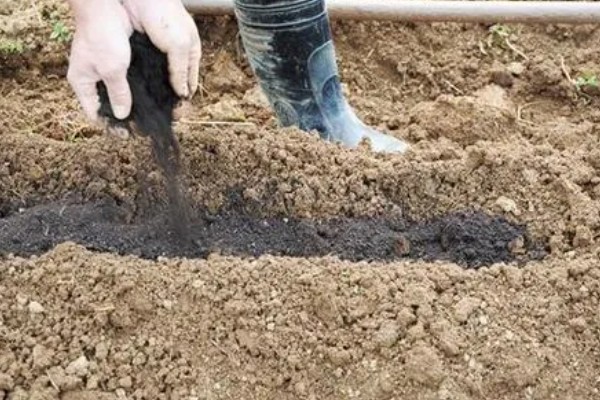 白菜的需肥规律，对氮的要求为敏感
