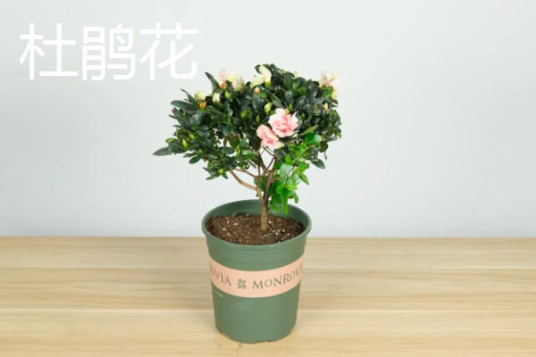 冬季适合种植什么花卉，推荐杜鹃花、风信子等
