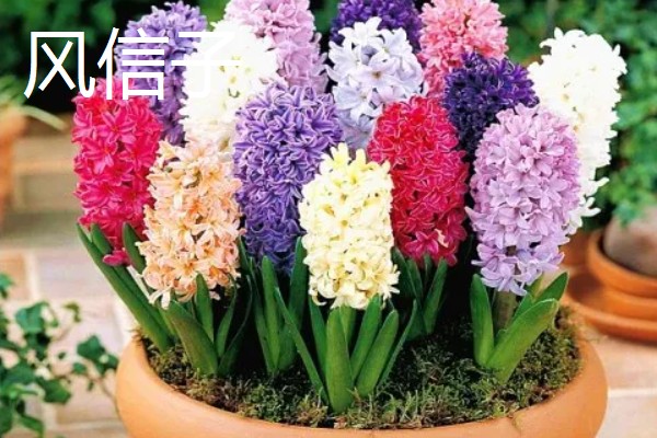 冬季适合种植什么花卉，推荐杜鹃花、风信子等
