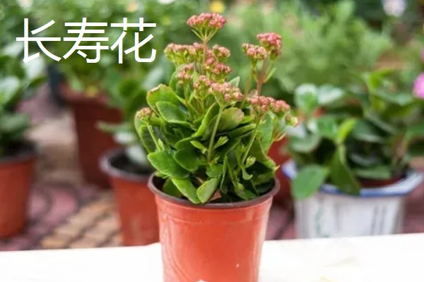 冬季适合种植什么花卉，推荐杜鹃花、风信子等