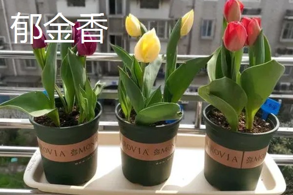 冬季适合种植什么花卉，推荐杜鹃花、风信子等