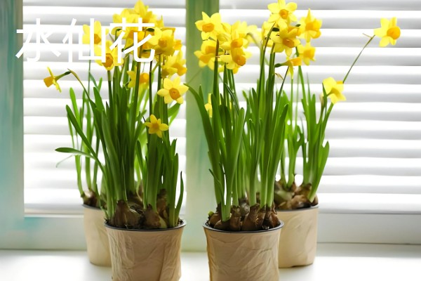 冬季适合种植什么花卉，推荐杜鹃花、风信子等