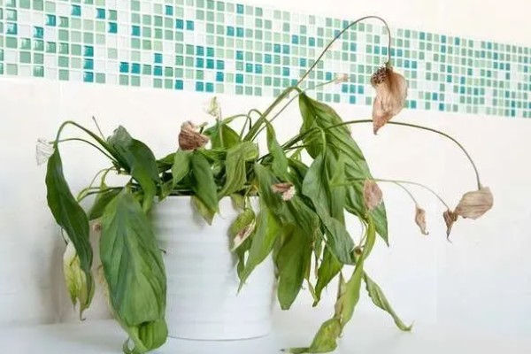冬季适合种植什么花卉，推荐杜鹃花、风信子等