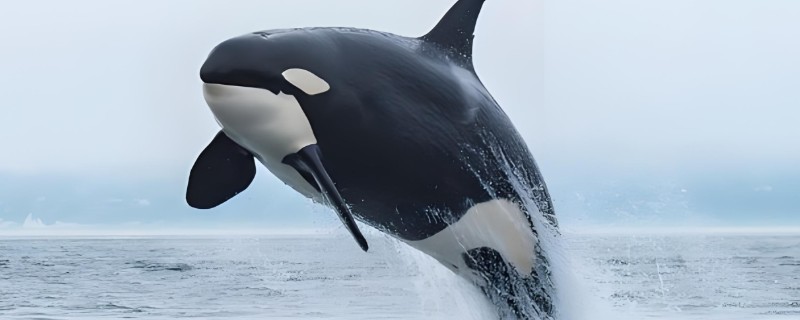 虎鲸的智商相当于人类的几岁，相当于人类的13-16岁左右