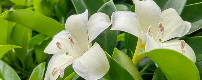 灰莉一直不开花的原因，可能是光照不足所致