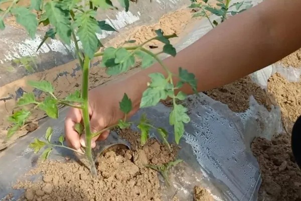 西红柿怎么种植,早熟品种每亩栽培4500-5000株