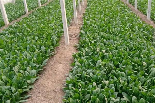 冬季大棚菠菜如何施肥，播种前施用优质有机肥