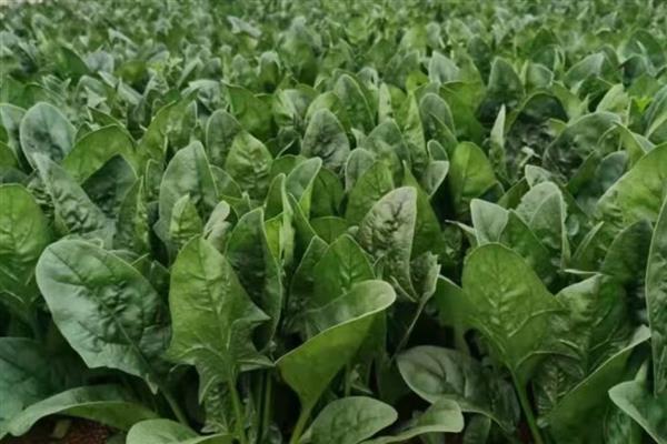 冬季大棚菠菜如何施肥，播种前施用优质有机肥