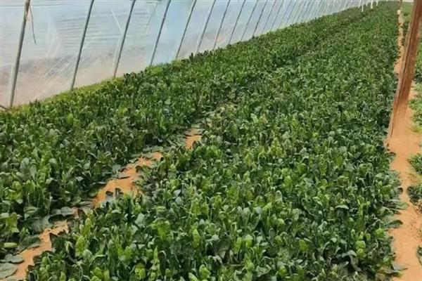 冬季大棚菠菜如何施肥，播种前施用优质有机肥
