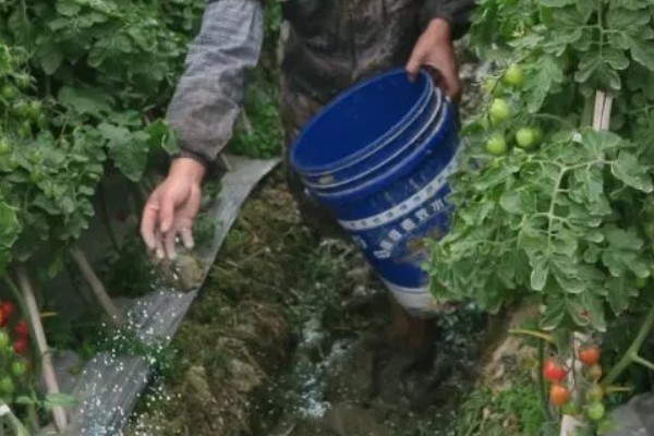 西红柿怎么种植,早熟品种每亩栽培4500-5000株