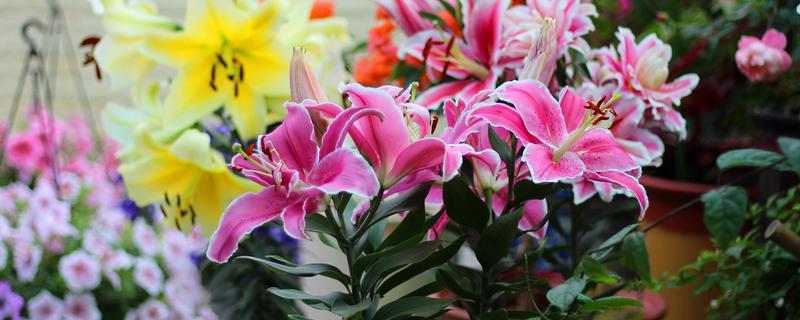 百合如何过冬，北方要及时搬到室内养护