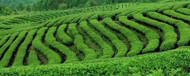 茶叶的种植注意事项，要提前规划好排水和灌溉系统