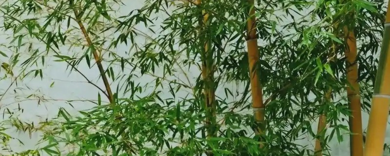 竹类的加工品有哪些，可加工成竹篮、牙签、筷子等