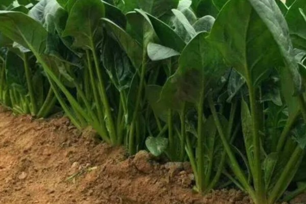 菠菜的种植注意事项，春季可以在三月中旬进行播种