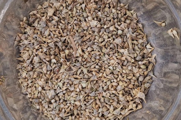 菠菜的种植注意事项，春季可以在三月中旬进行播种