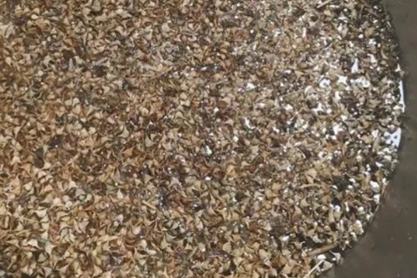 菠菜的种植注意事项，春季可以在三月中旬进行播种