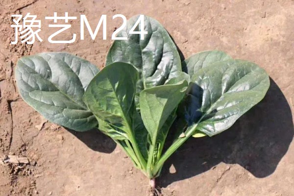 菠菜的种植注意事项，春季可以在三月中旬进行播种