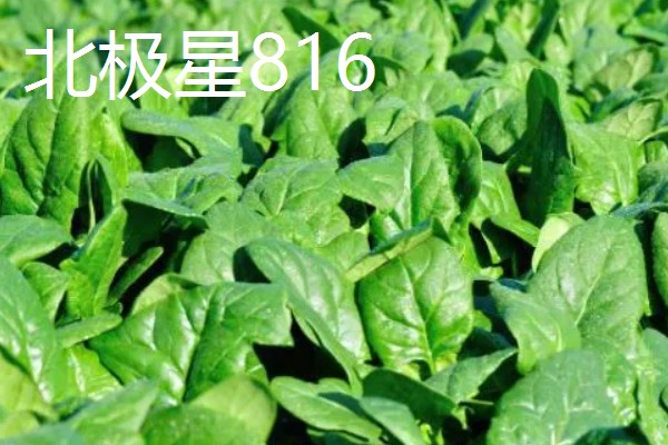 菠菜的种植注意事项，春季可以在三月中旬进行播种