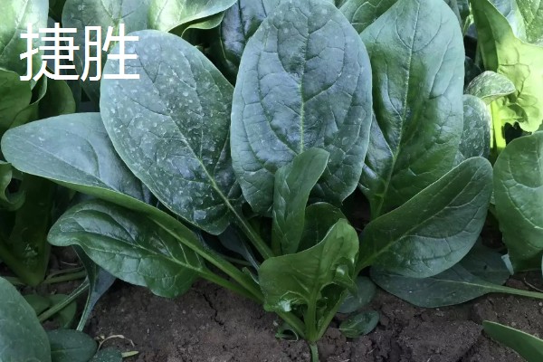 菠菜的种植注意事项，春季可以在三月中旬进行播种