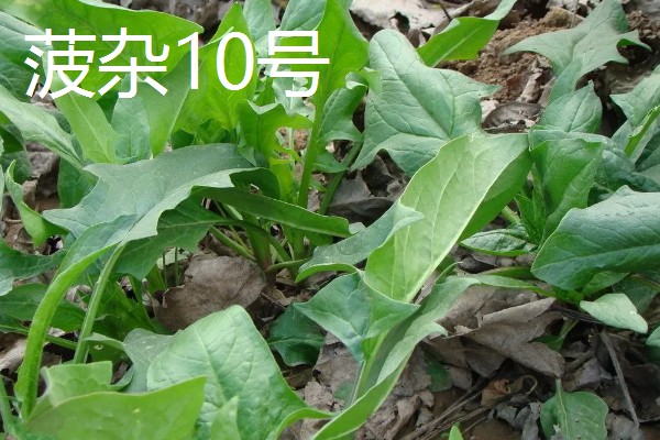 菠菜的种植注意事项，春季可以在三月中旬进行播种