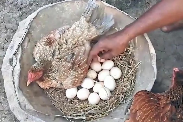 鸡不下蛋的原因，可能是日龄过大、光照不足等原因所致