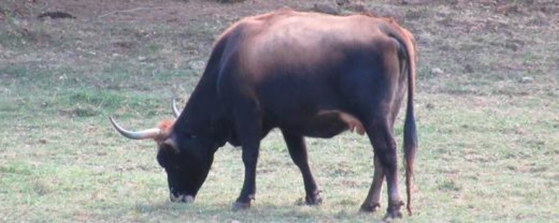 牛的尾巴像什么，像是鞭子、绳子