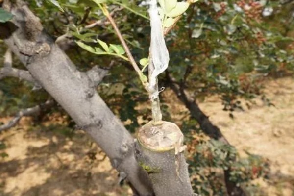 冬天苹果树开花是何预兆,说明来年会减产