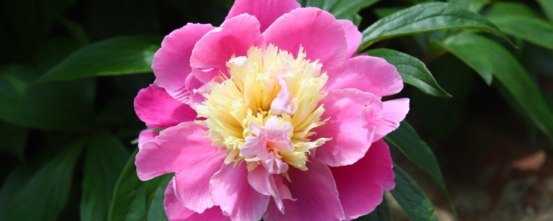 芍药花常见的病害及防治方法，有黑斑病、白绢病等