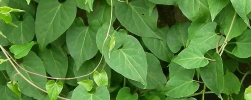 何首乌如何繁殖，可播种也可条播